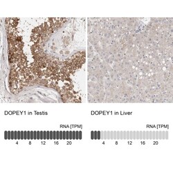 DOPEY1 Antibody, Novus Biologicals:Antibodies:Primary Antibodies